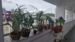 Blk 221 Bukit Batok East Avenue 3 (Bukit Batok), HDB Executive #505872051